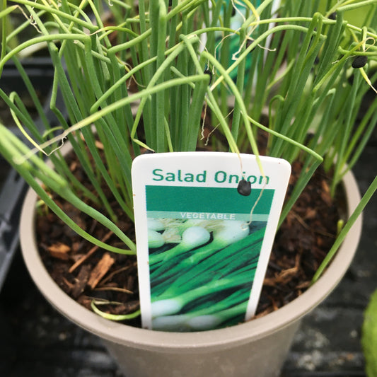 Salad Onion (white lisbon)