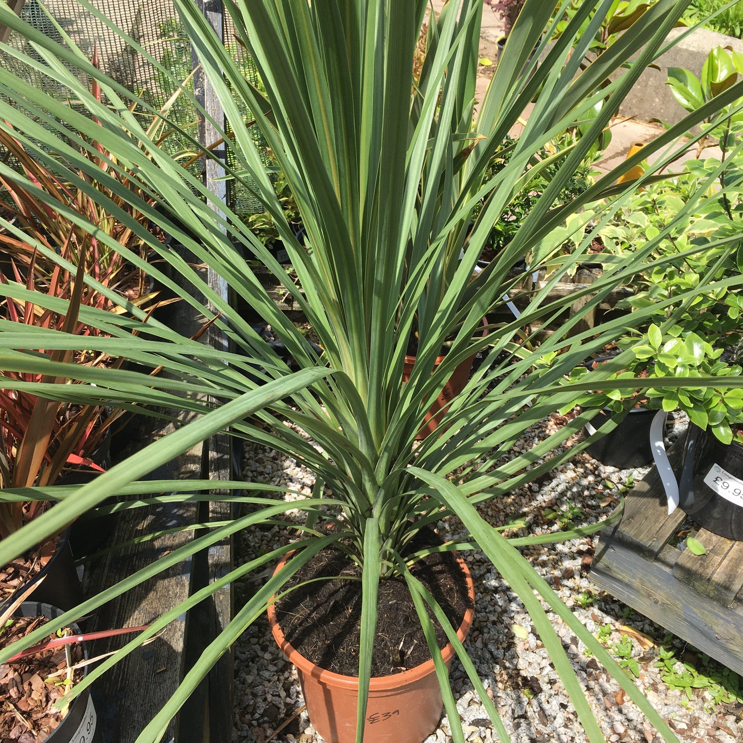 Cordyline australis