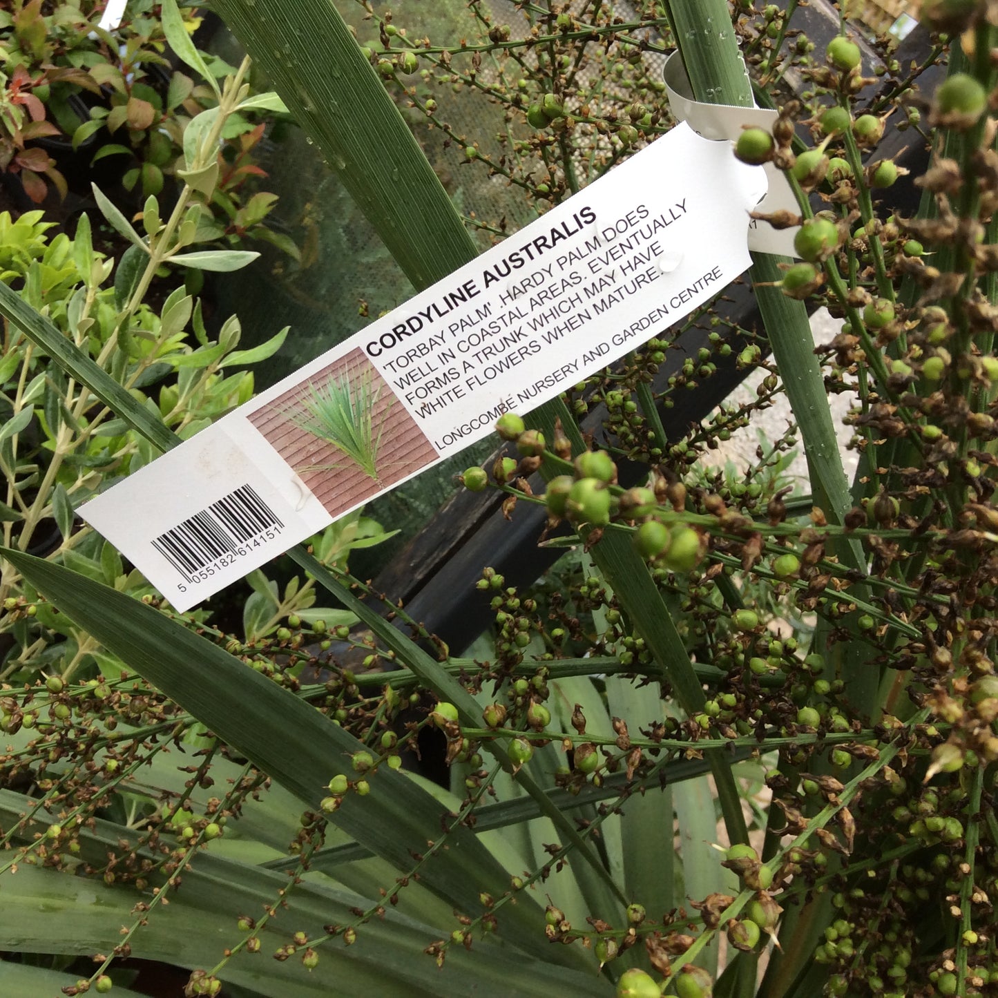 Cordyline australis