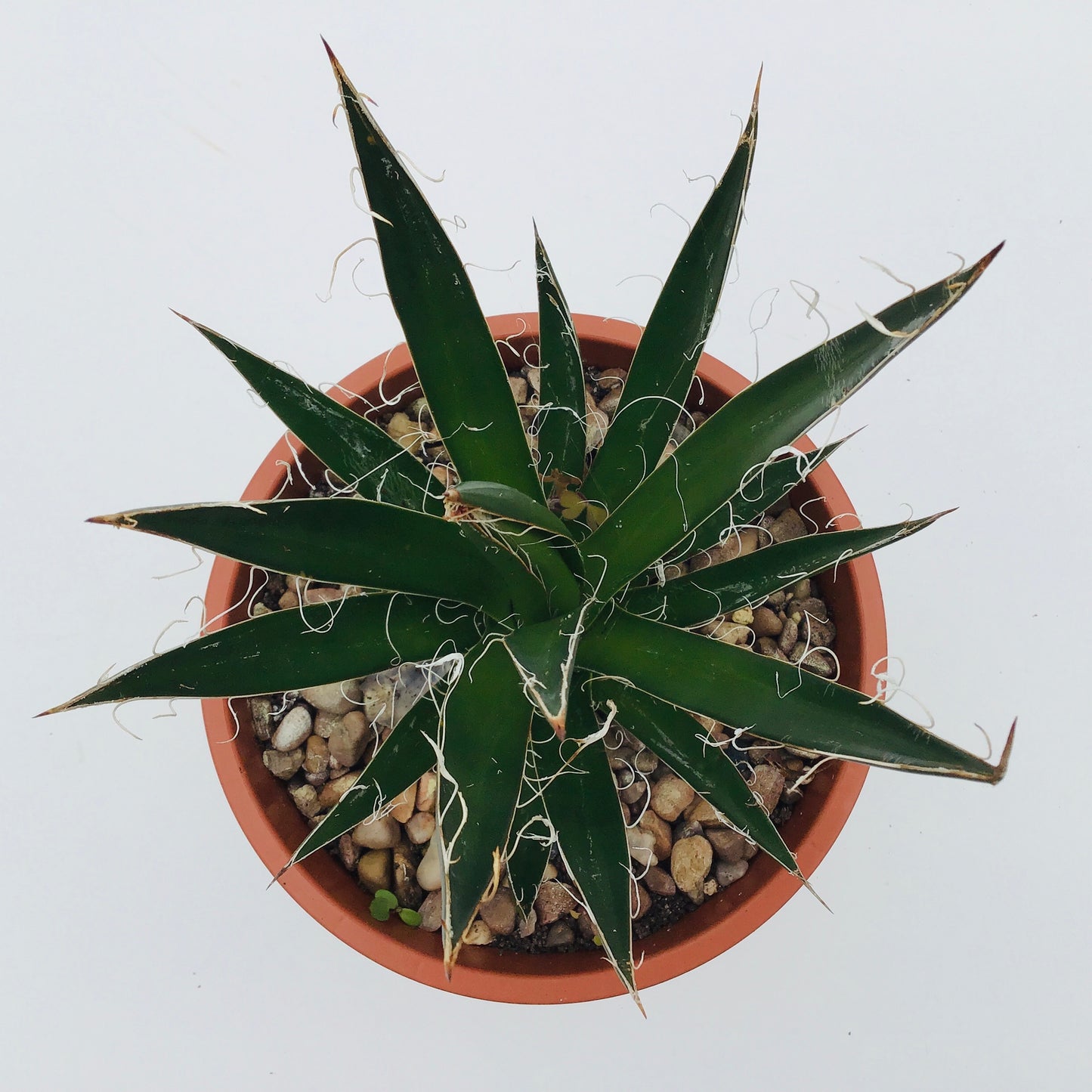 Agave filifera - thread agave