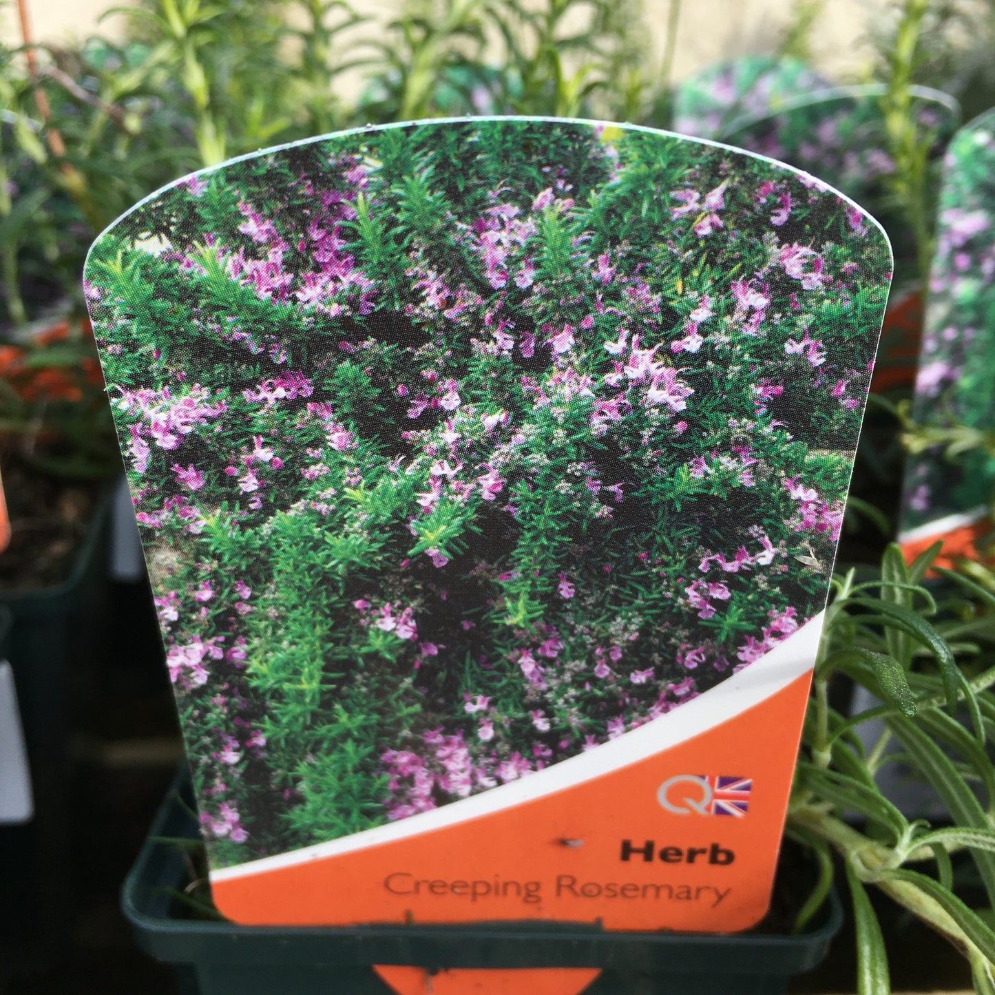 Rosemary prostate/trailing 1L