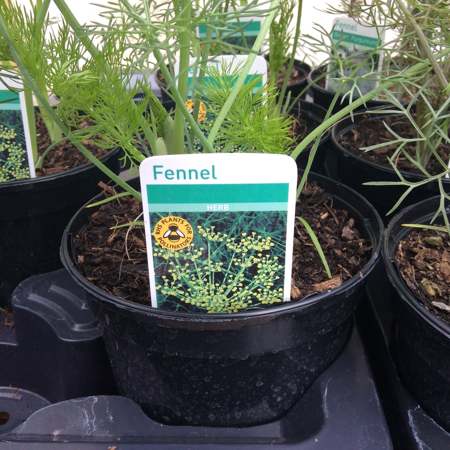 Fennel Green/Sweet 1 Litre