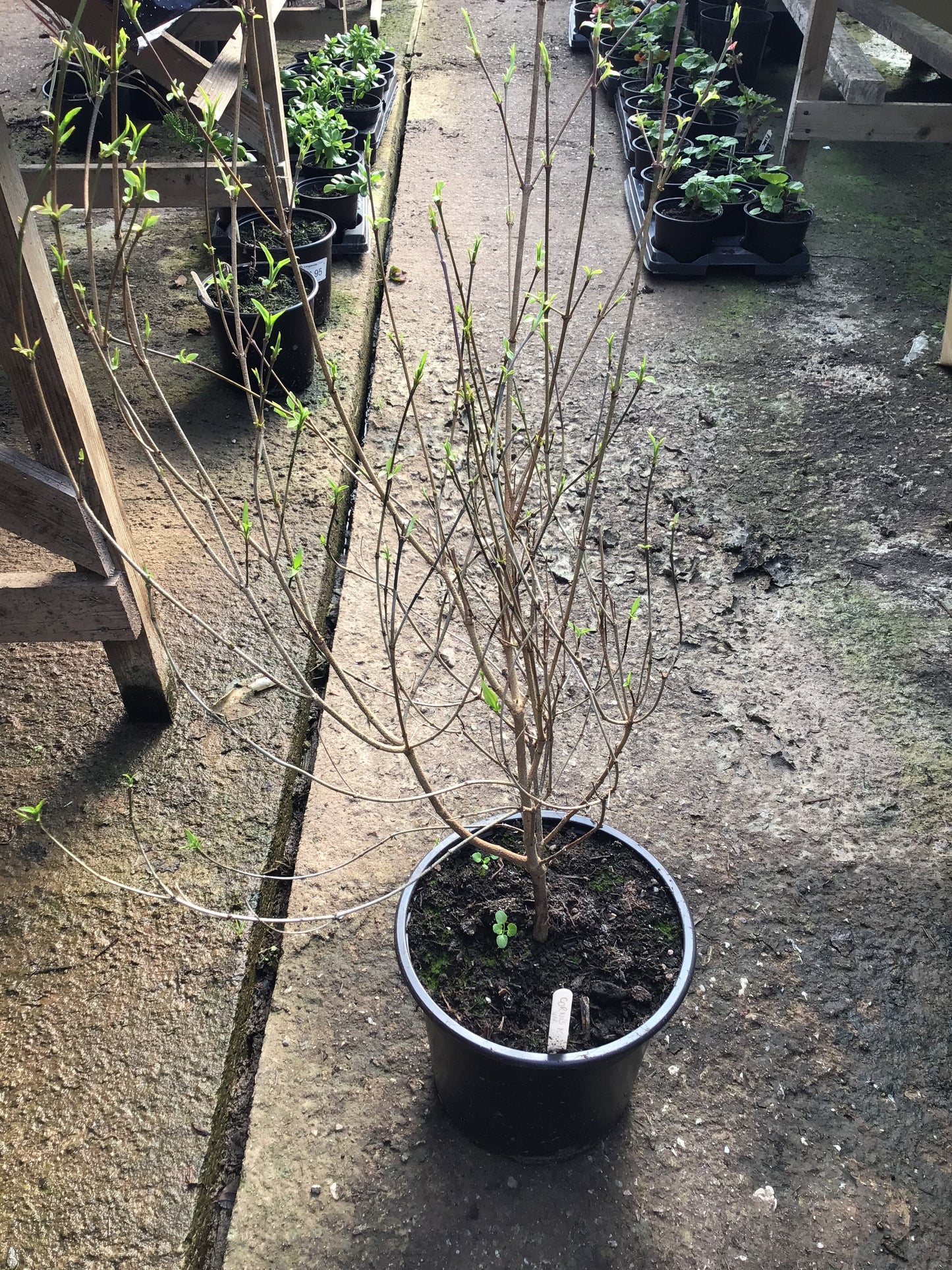 Cornus kousa var chinnesii