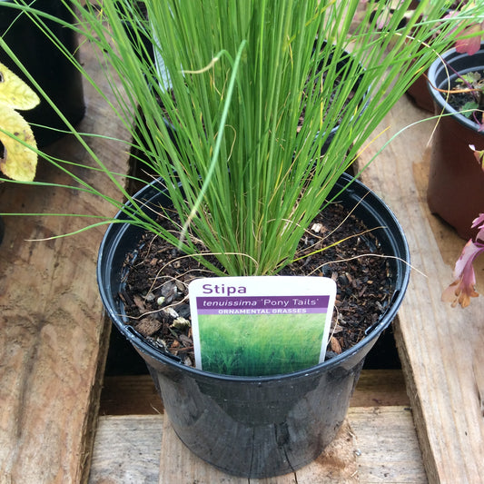 Stipa tenuissima - Pony Tails - Mexican Feather Grass 2 or 3L