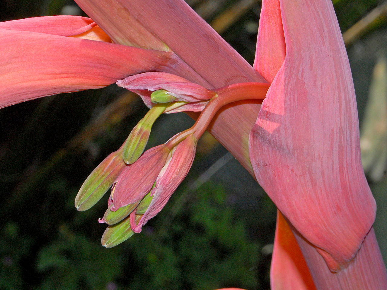 Beschorneria yuccoides - 2L