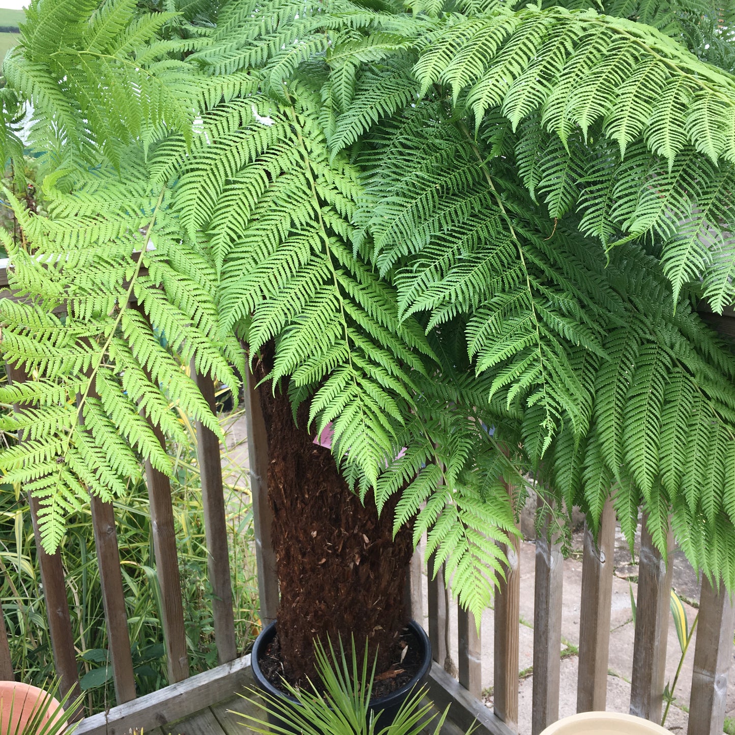 Tree Fern - Dickensonia antarctica