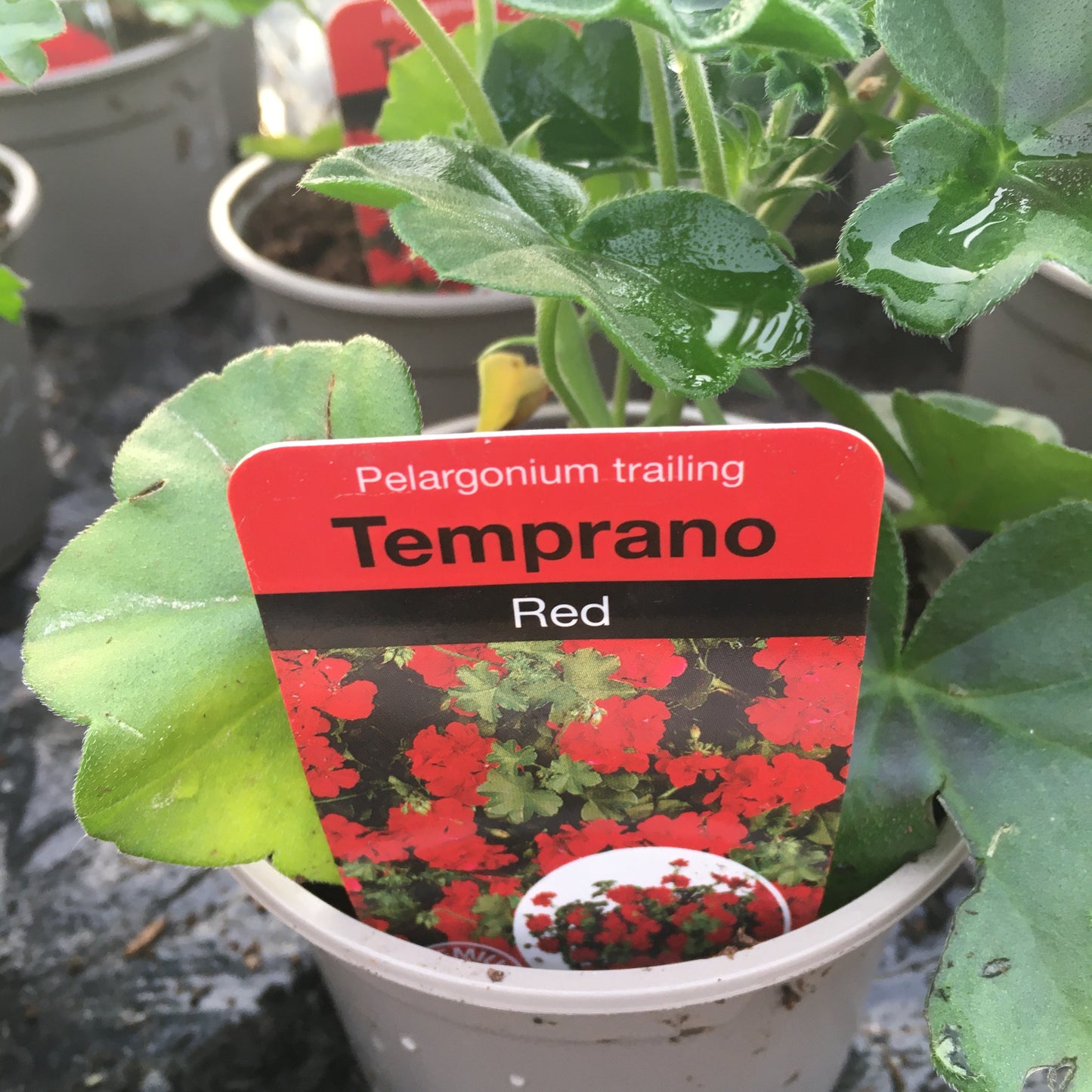 Geranium - Ivy leaf