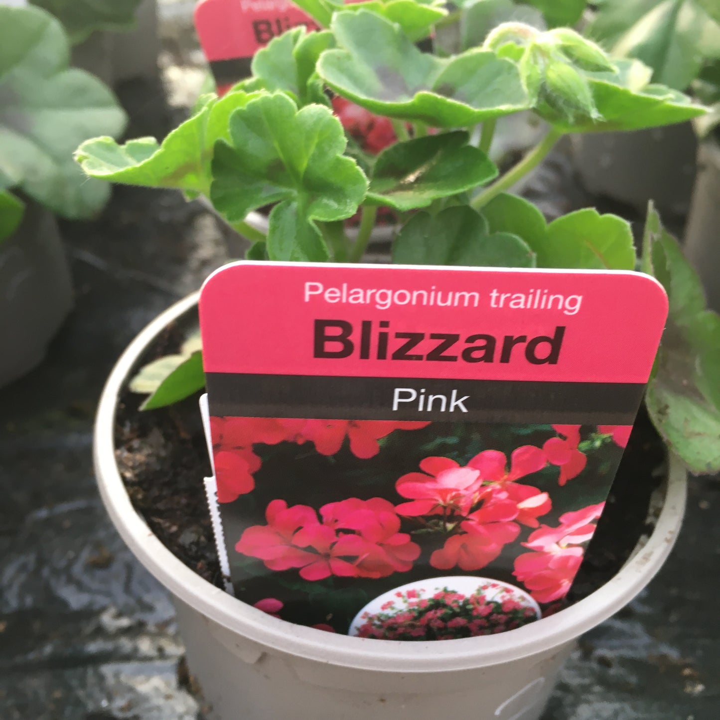 Geranium - Ivy leaf