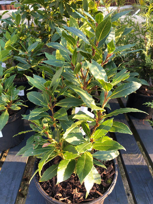 Bay tree - Laurus nobilis
