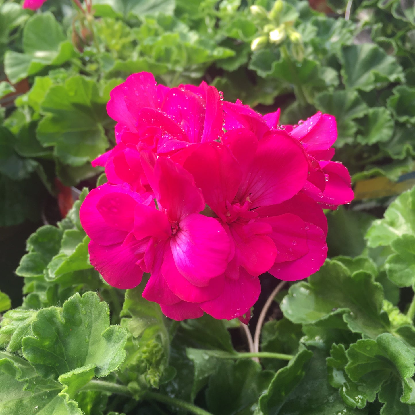Geranium - Ivy leaf