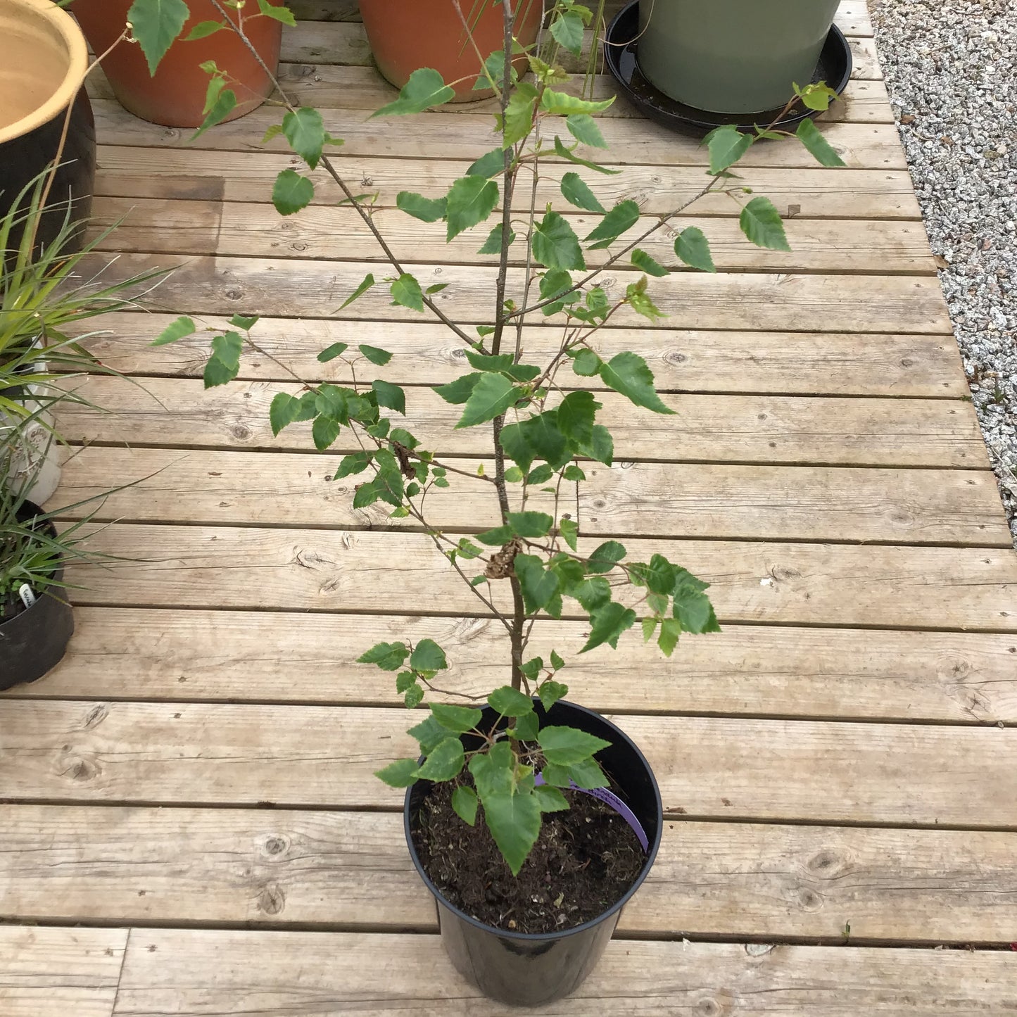 Betula utilis Jacquemontii 10L