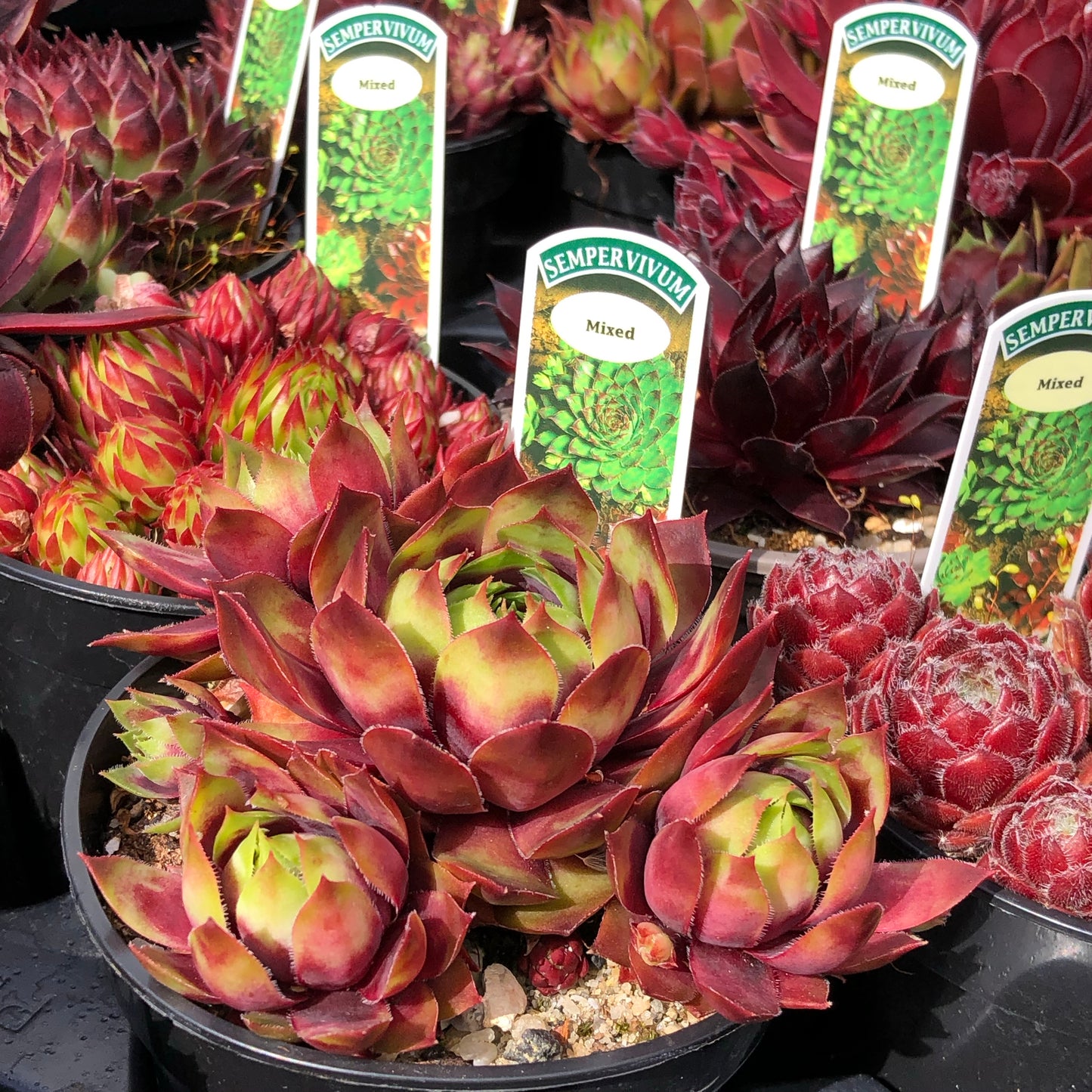 Sempervivum Succulent - Houseleeks