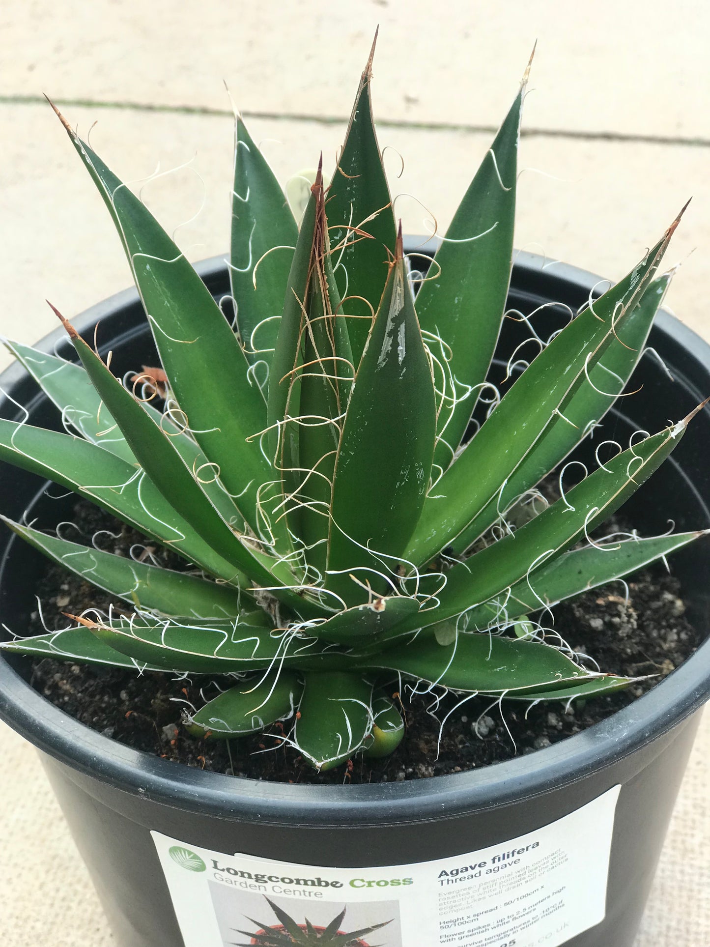 Agave filifera - thread agave