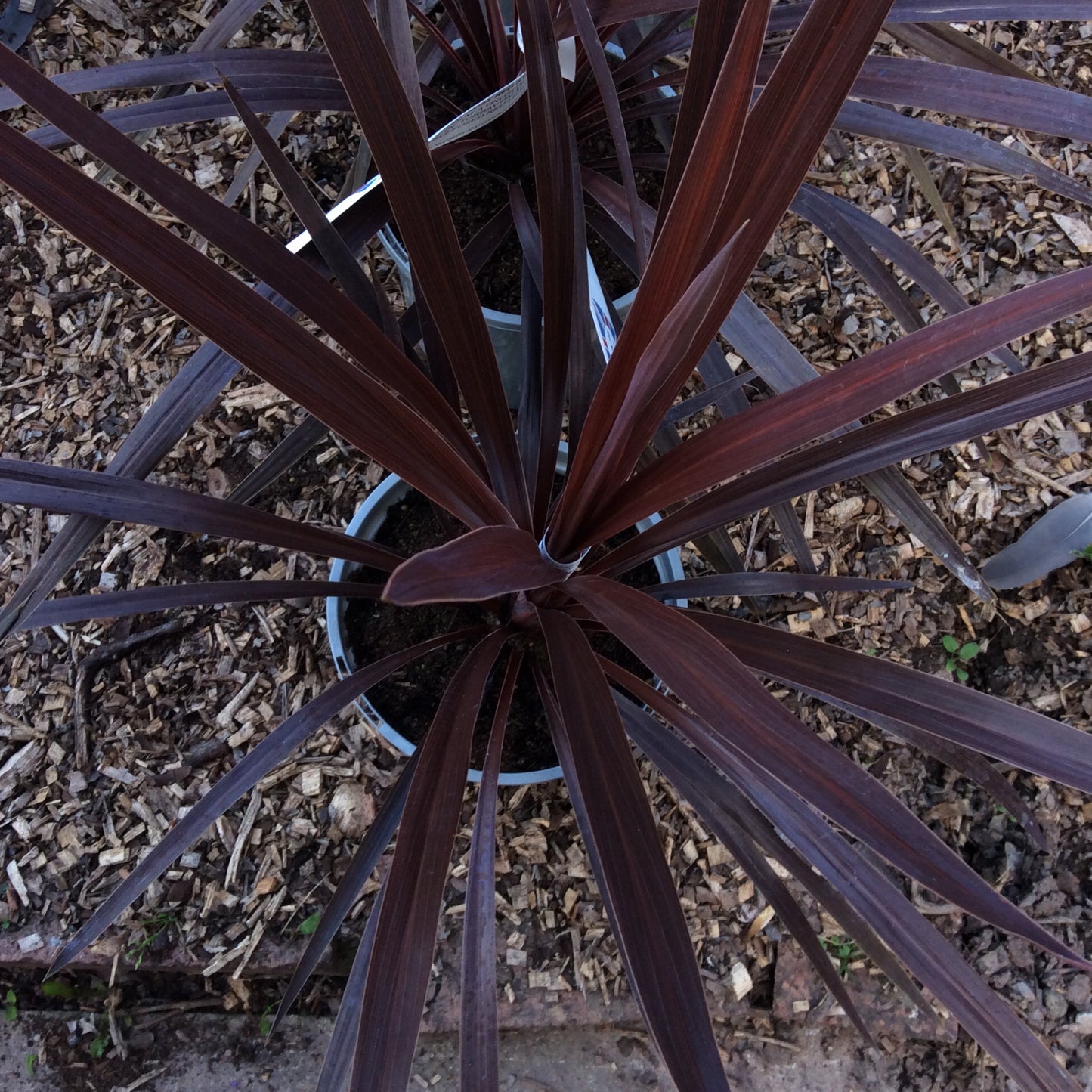 Cordyline australis Torbay Red / Red Star 2/3L