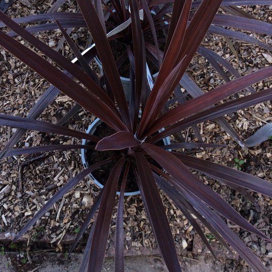 Cordyline australis Torbay Red / Red Star 2/3L
