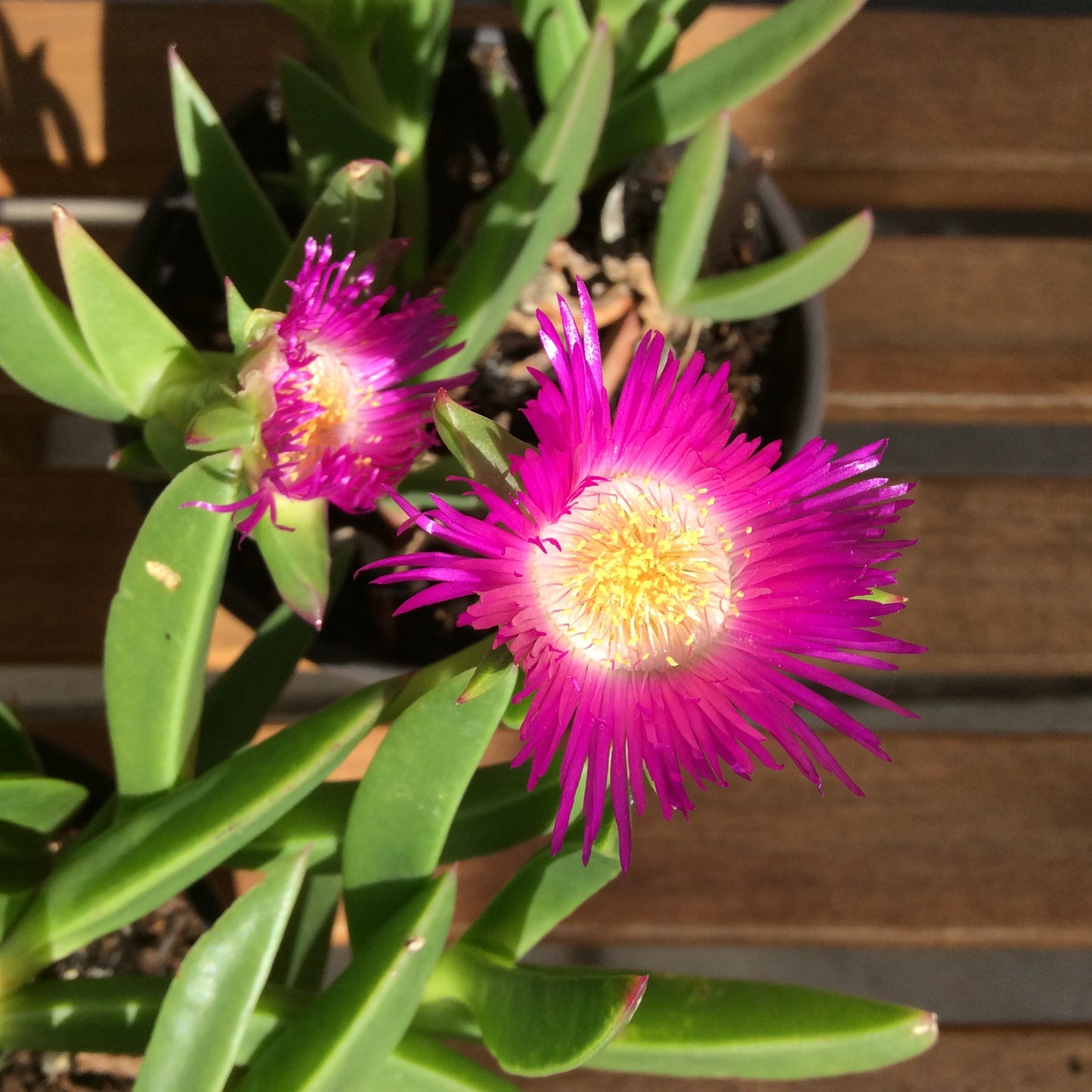 Cape Hottentot fig - Carpobrutus edulis all sizes