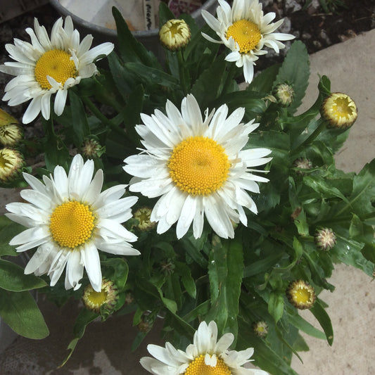 Leucanthemum - Daisy