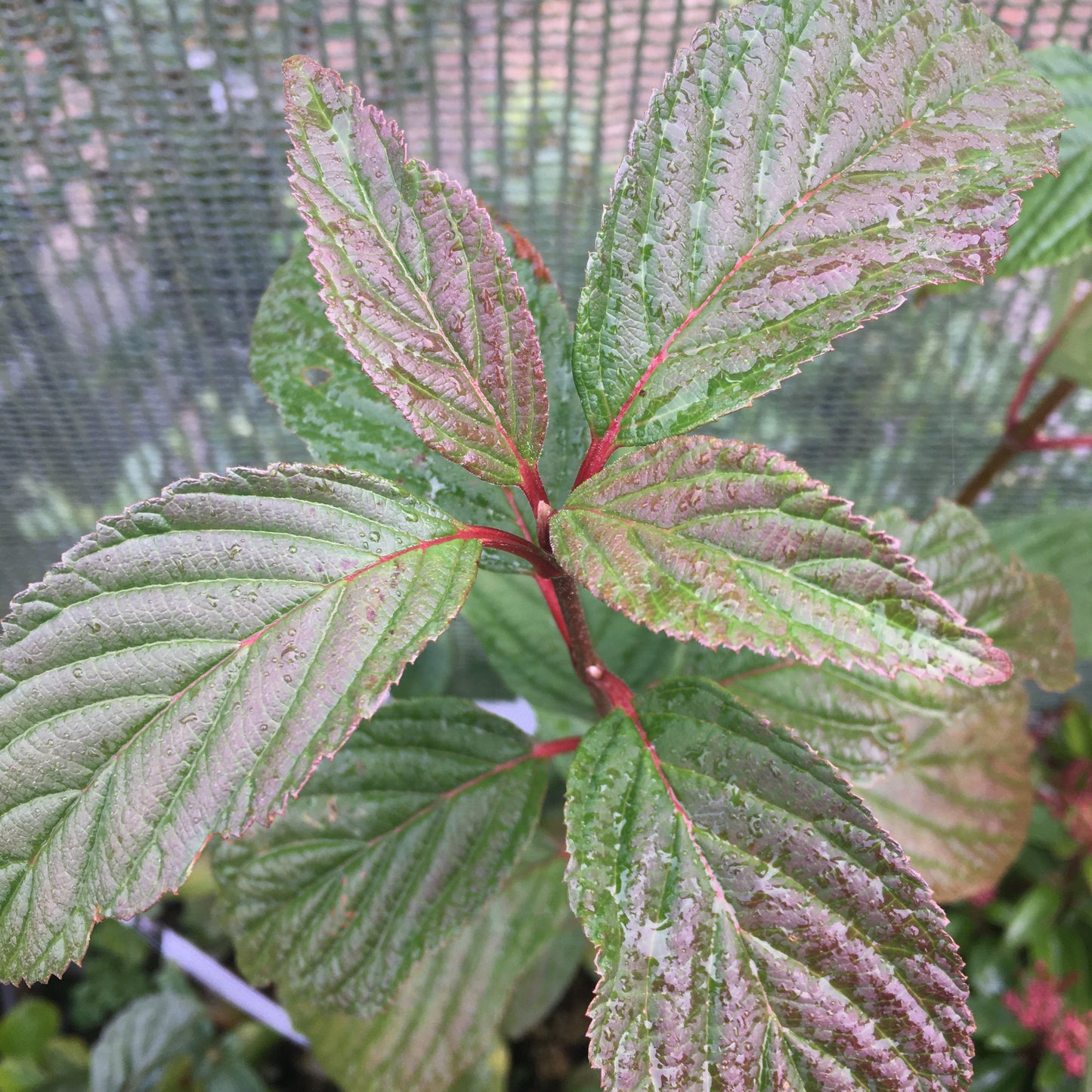 Viburnum X bodnantense Dawn