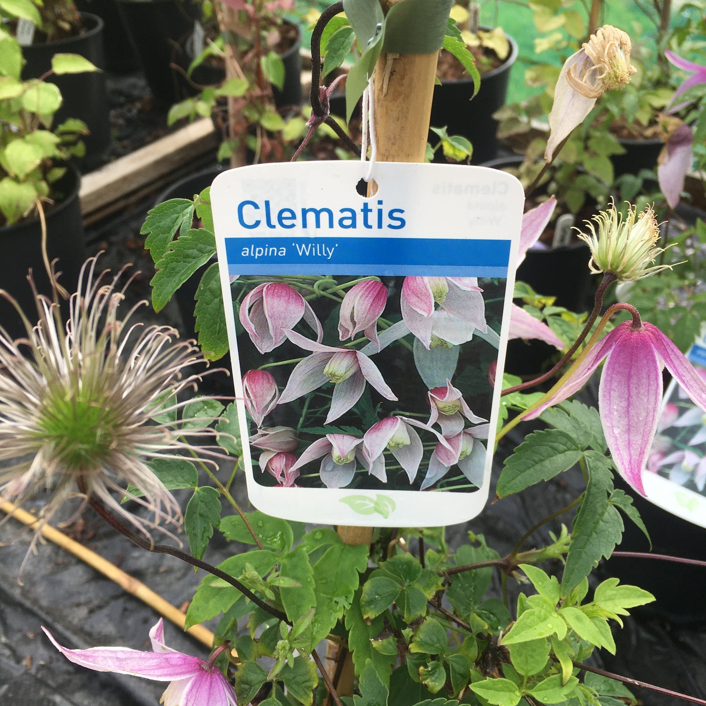 Clematis alpina 'Willy' Large 2L Climber Plant
