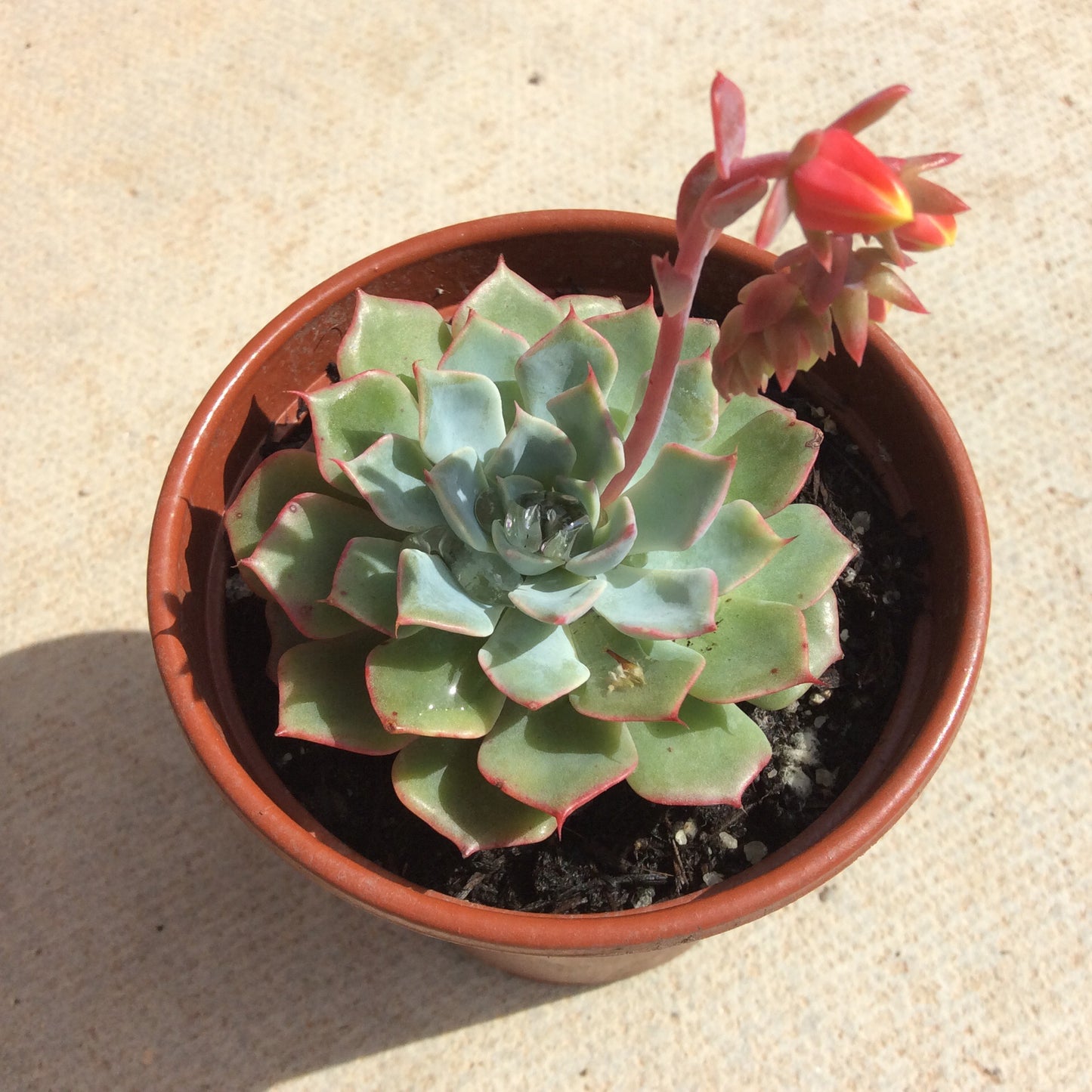 Echeveria Blue Glauca