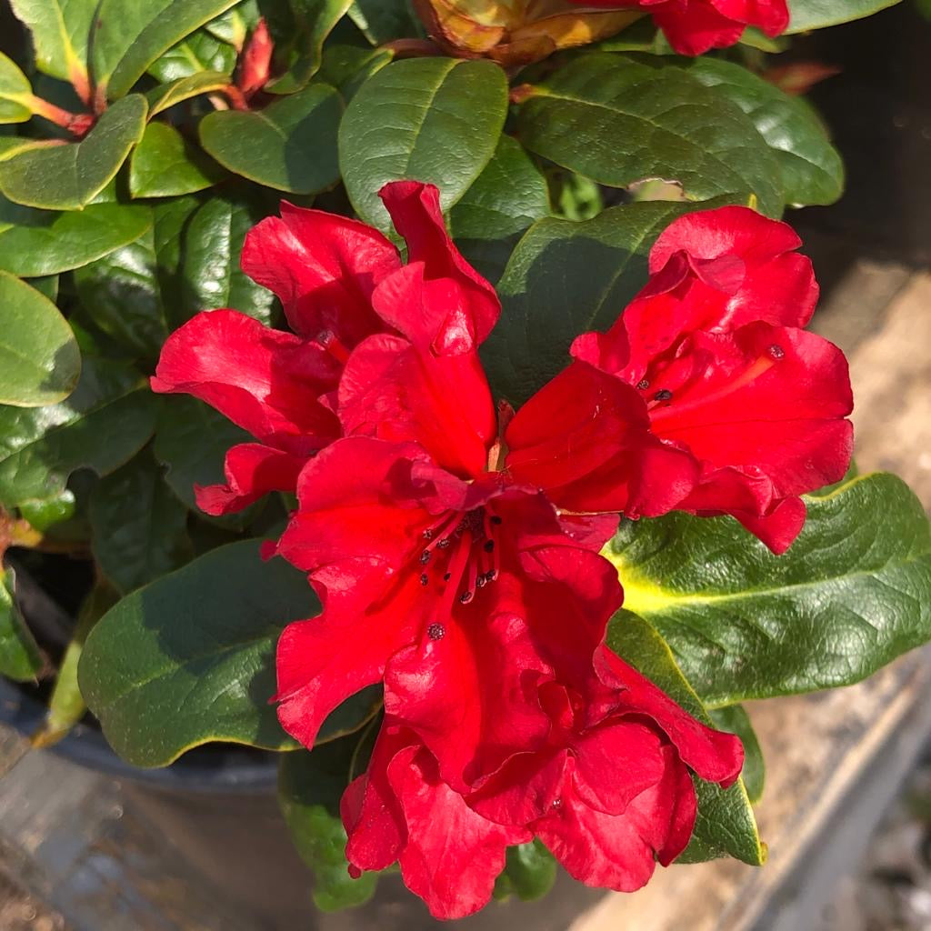 Rhododendron Sun Fire 10L