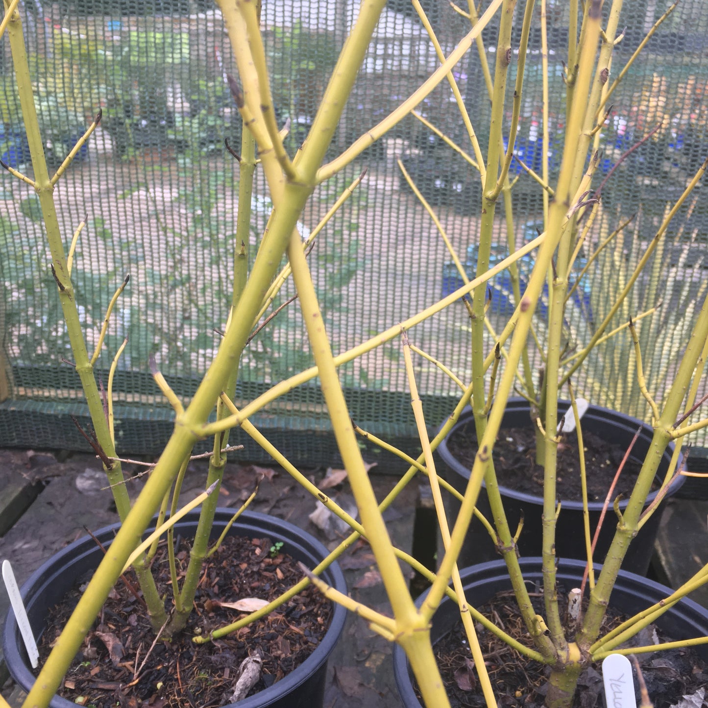 Cornus sericea 'Flaviramea' Yellow Dogwood