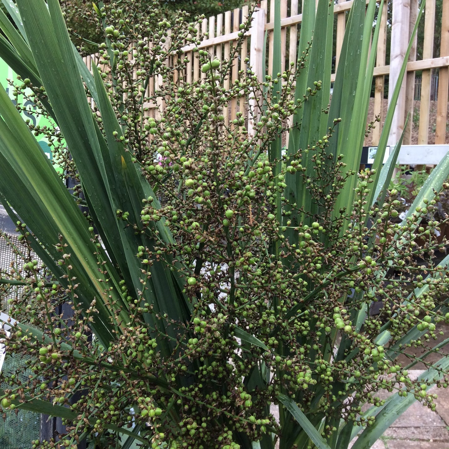 Cordyline australis