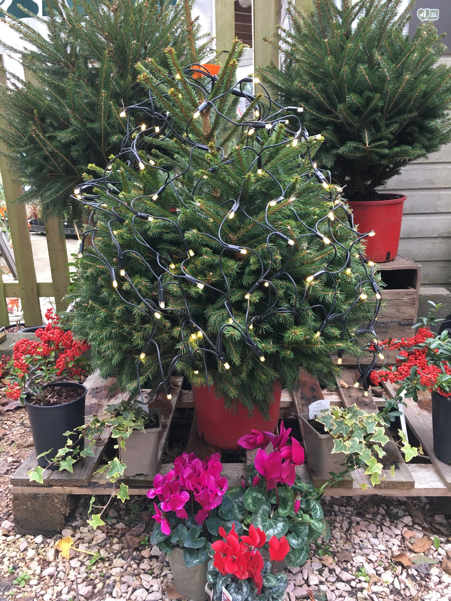 Christmas Trees - Cut Nordmann Fir Norway Spruce
