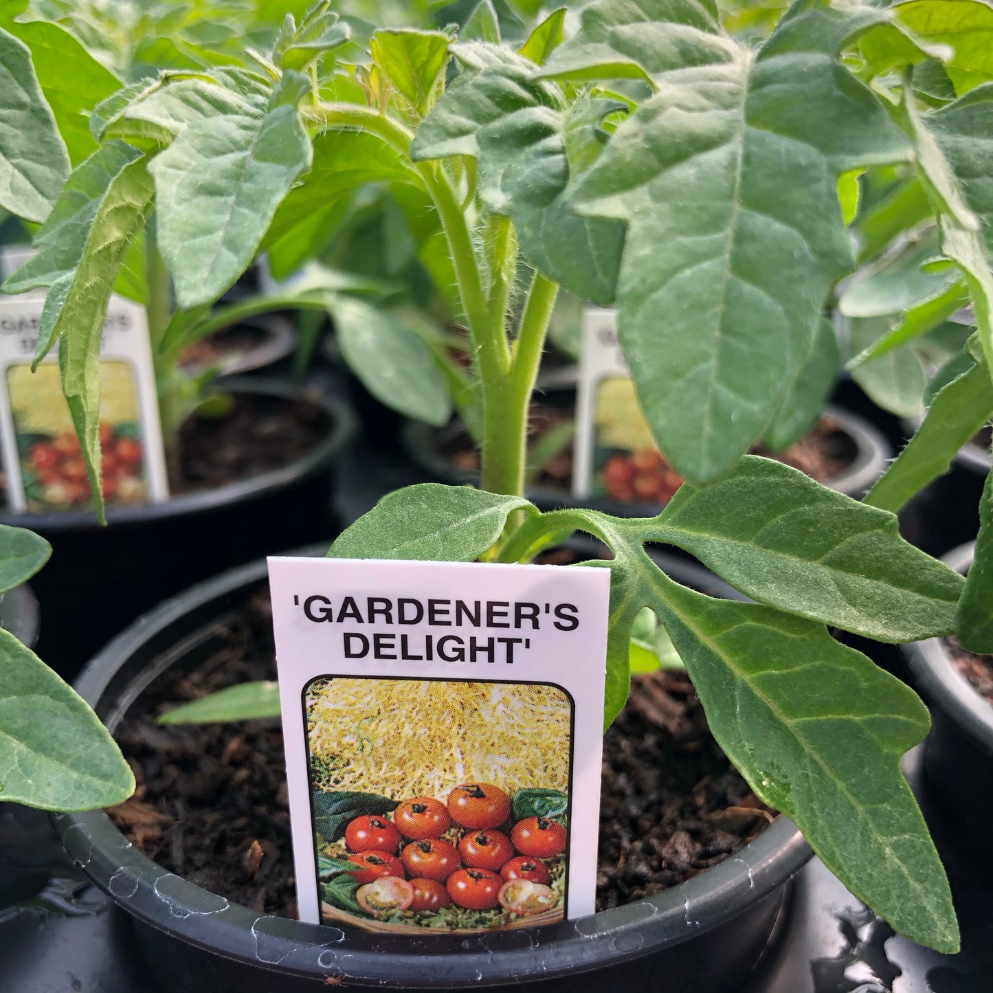 Tomato Gardeners Delight 9cm pot