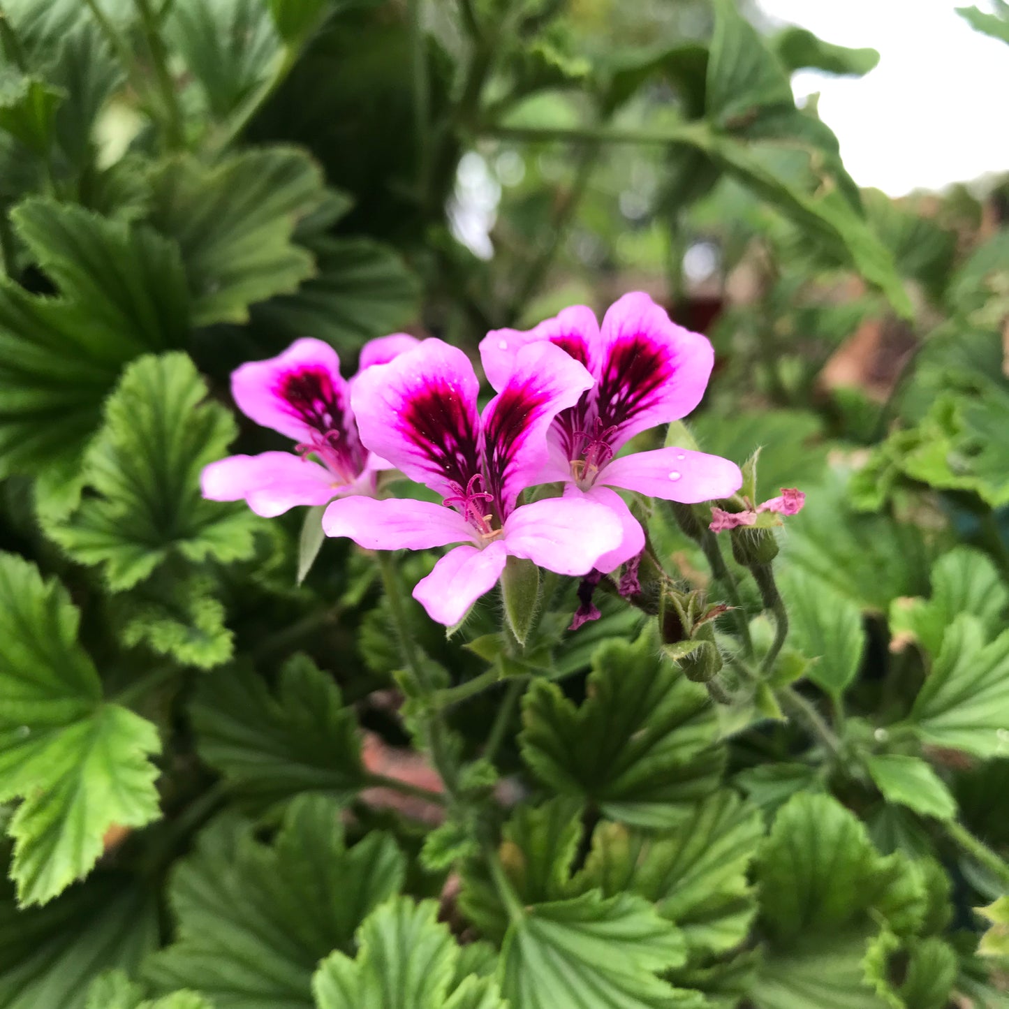 Scented Geranium - Orange Fizz