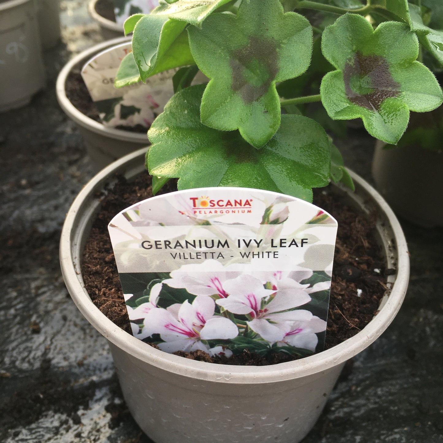 Geranium - Ivy leaf