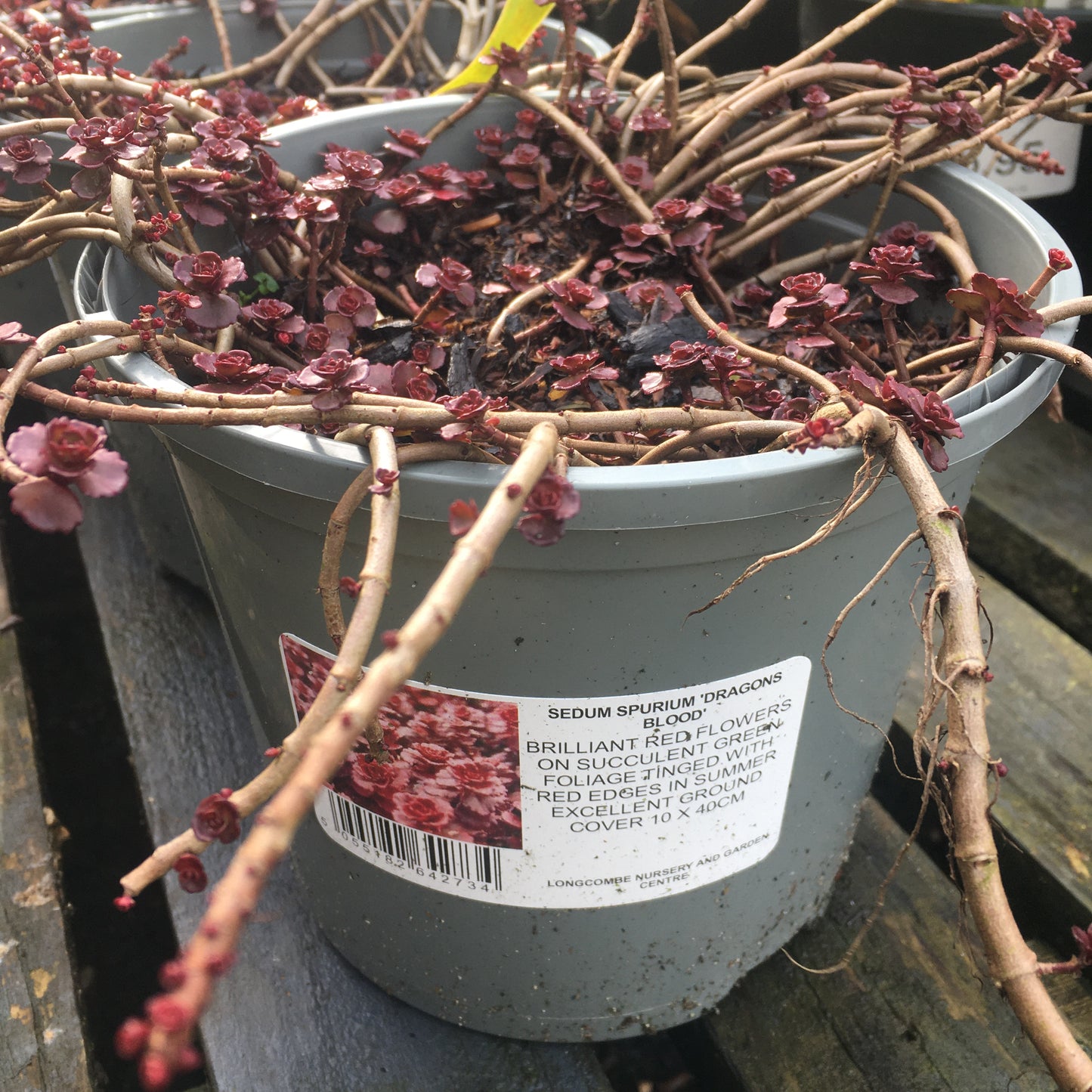 Sedum 'Dragon's Blood' 1L