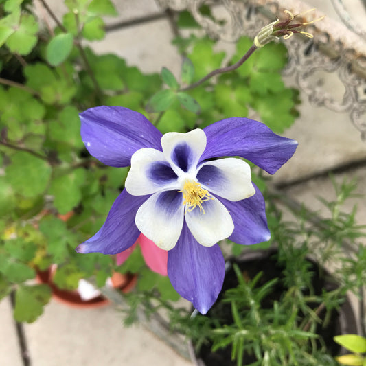 Aquilegia - mixed