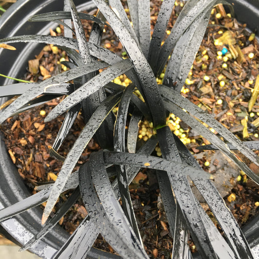 Ophiopogon planiscapus Nigrescens - Black Grass 2L
