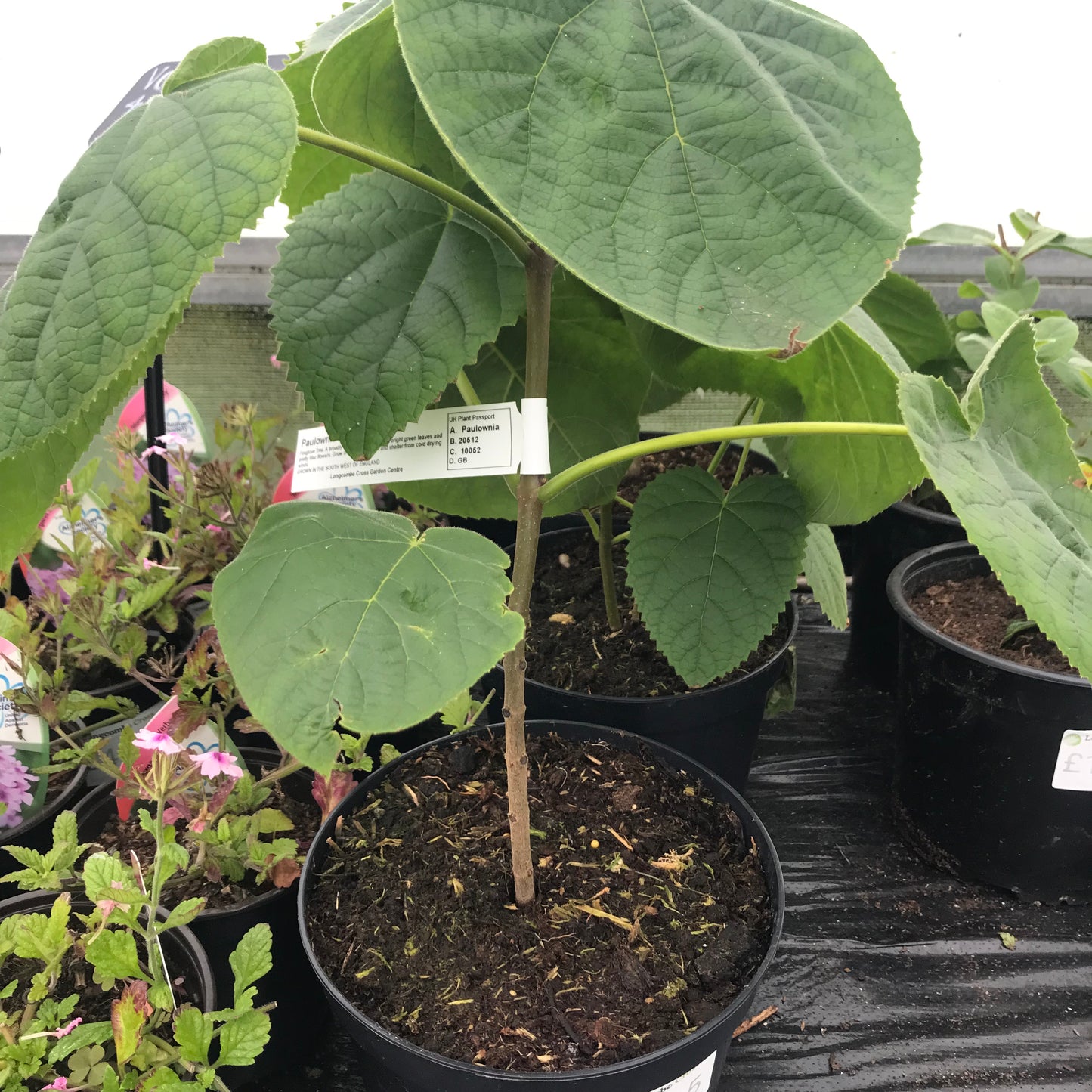 Paulownia tomentosa - Foxglove Tree