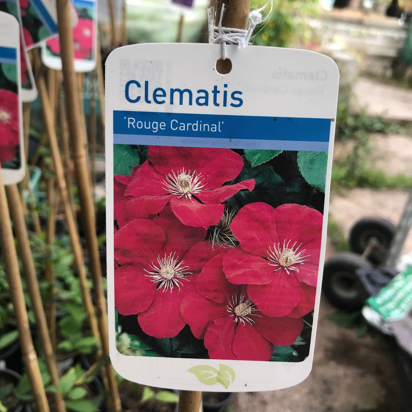 Clematis Rouge Cardinal Large 3L Climber Plant