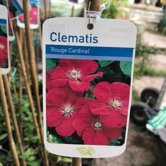 Clematis Rouge Cardinal Large 3L Climber Plant