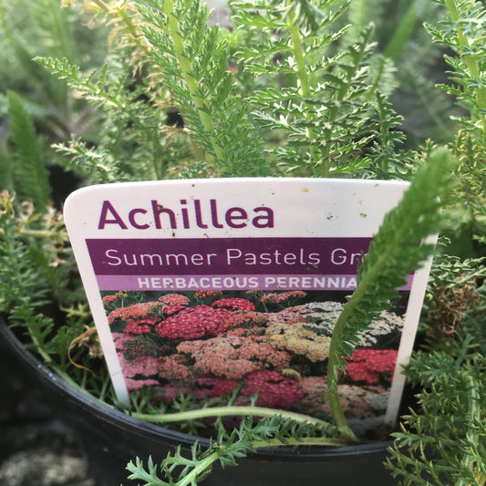 Achillea