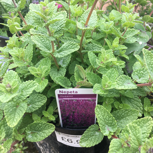 Nepeta mussinii 2L