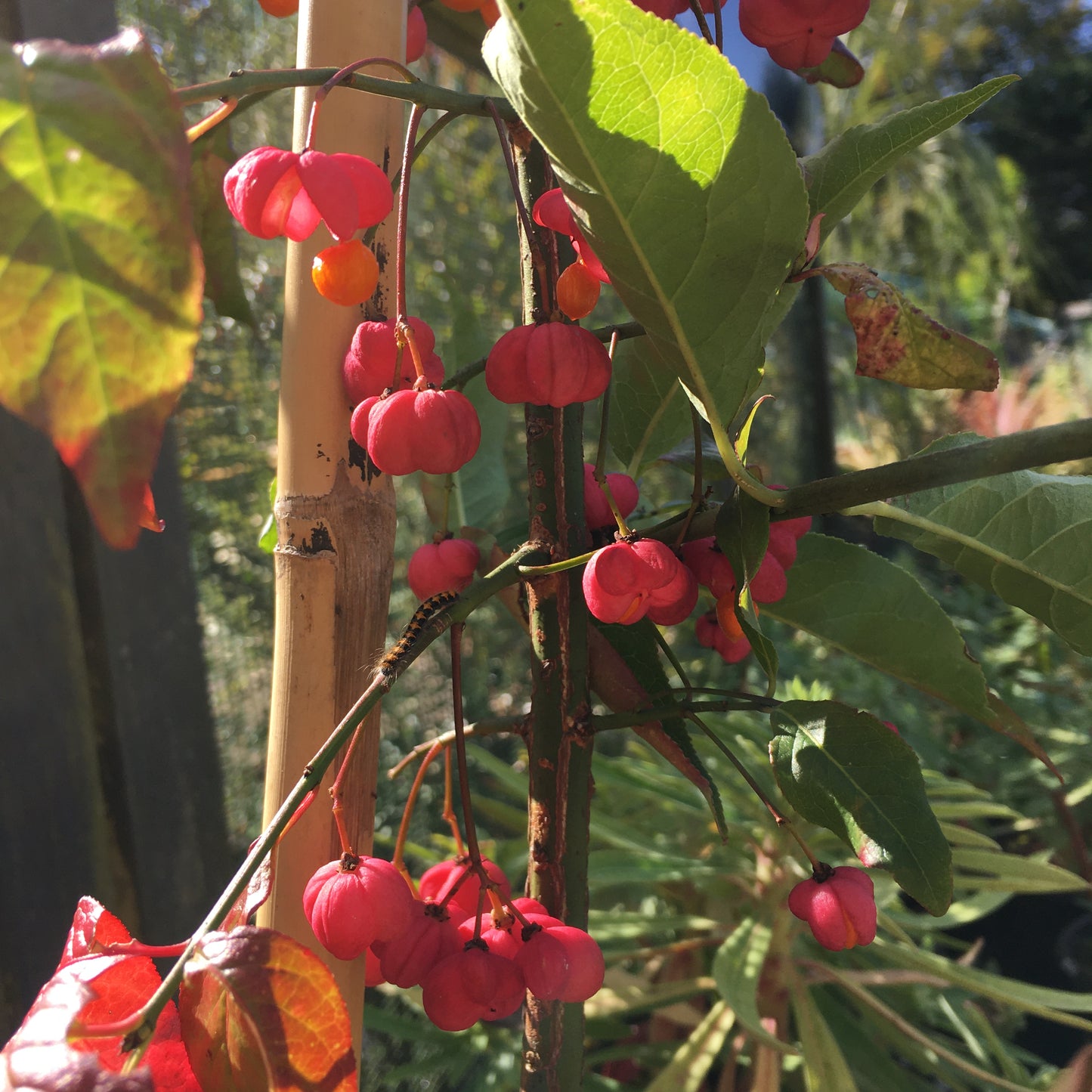 Euonymus europaeus - Spindle tree 3L