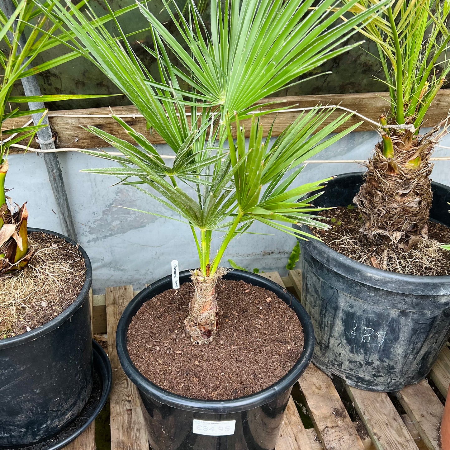Chamaerops humilis