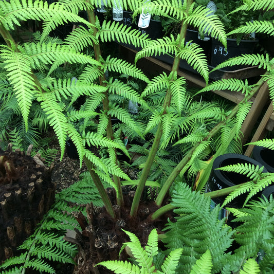 Tree Fern - Dickensonia antarctica