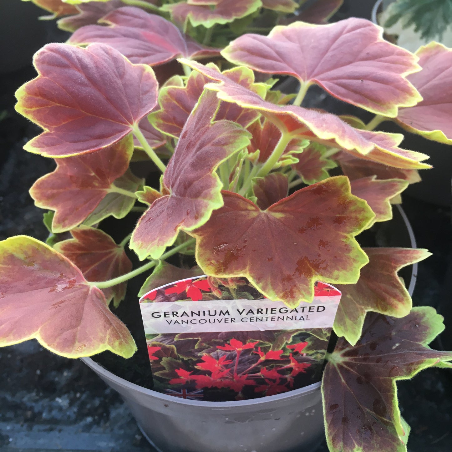 Geranium Zonal & Varigated 1L