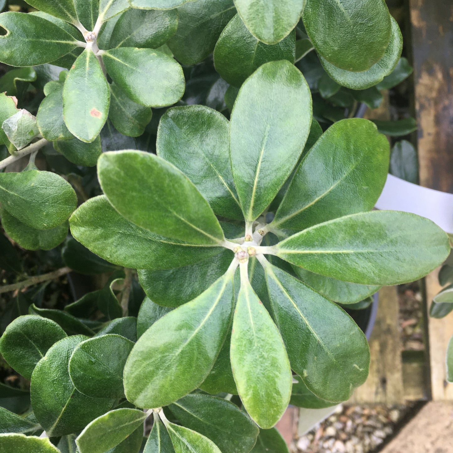 Pittisporum crassifolium