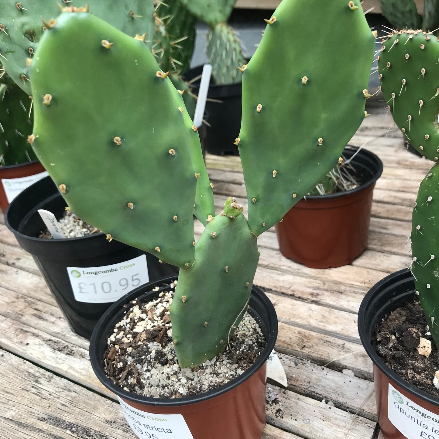 Opuntia - Cactus 2/3L