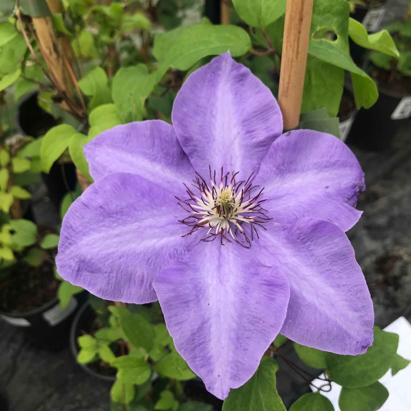 Clematis Elsa Spath 3L
