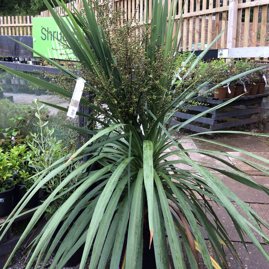 Cordyline australis