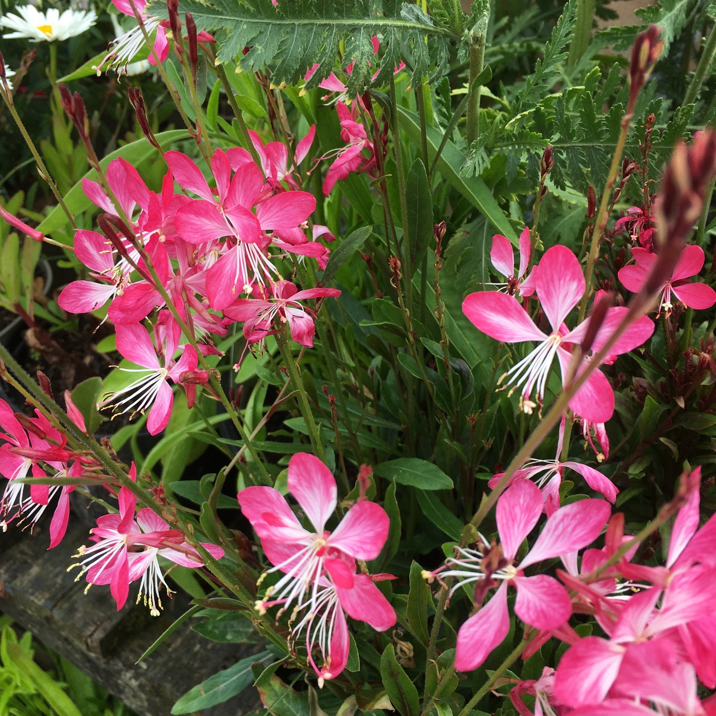Gaura Little Janie White 2L