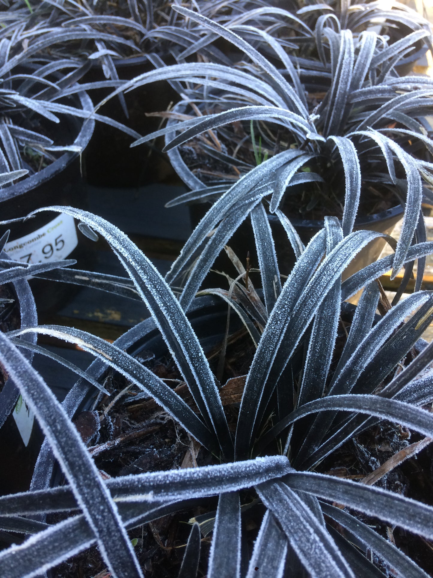 Ophiopogon planiscapus Nigrescens - Black Grass 2L