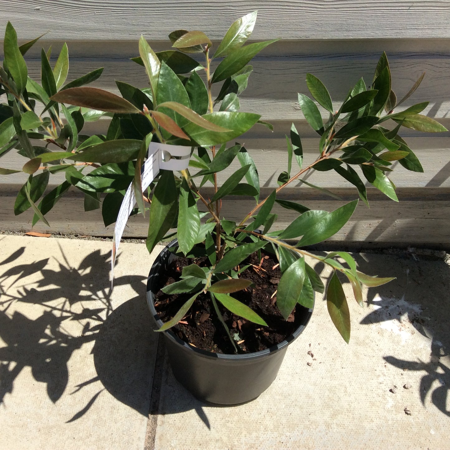 Callistemon